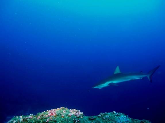 Tubarão em mergulho em Darwin em Galápagos (foto de Hnning Abheiden)